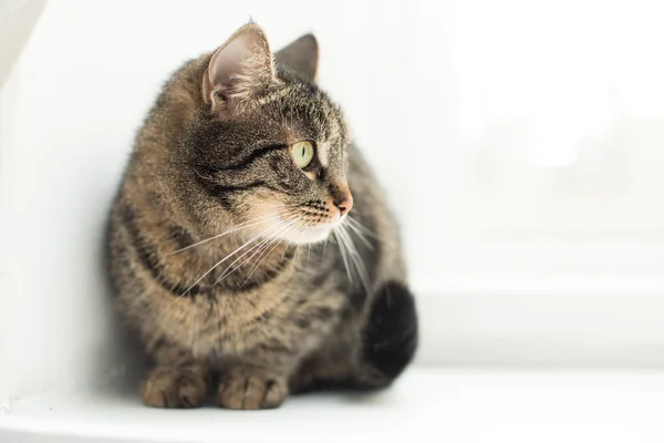 Portrait of a domestic cat — Stock Photo, Image