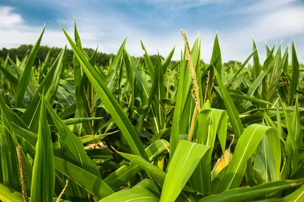 푸른 하늘에 대하여 성장 녹색 옥수수 밭 — 스톡 사진