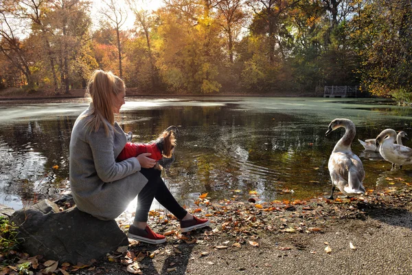 Kvinnan promenader med en liten hund nära vackra lake med svanar — Stockfoto