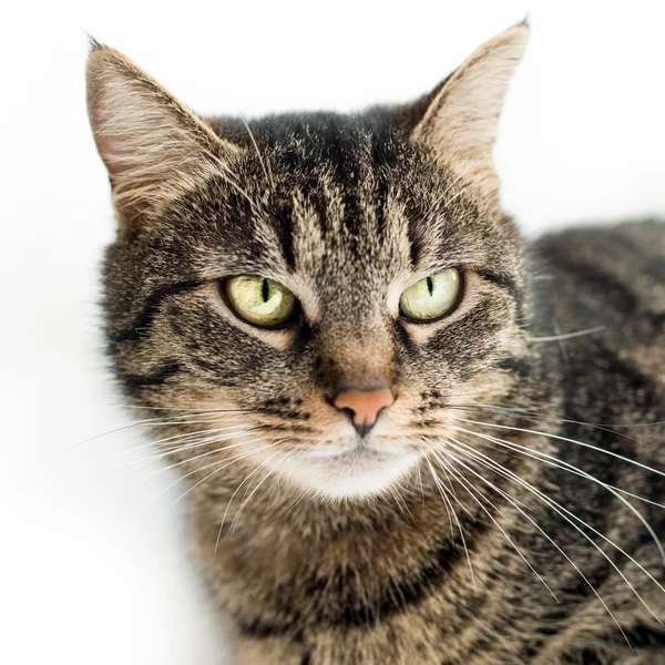 Sad grey domestic cat isolated on white — Stock Photo, Image