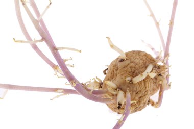 Beyaz arka planda çimlenmiş pembe patates.