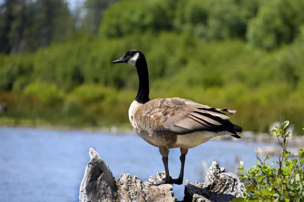 Lassen National Park, Kalifornien — Stockfoto