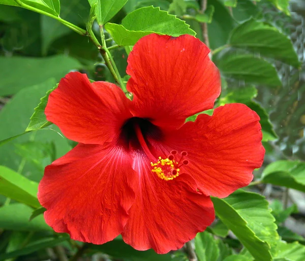 Hermoso hibisco rojo — Foto de Stock