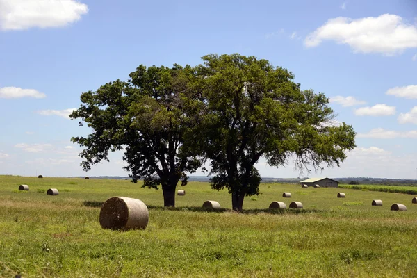 Campo de feno na Lyndon B Johnson Parque Histórico Nacional, Texas Fotografia De Stock