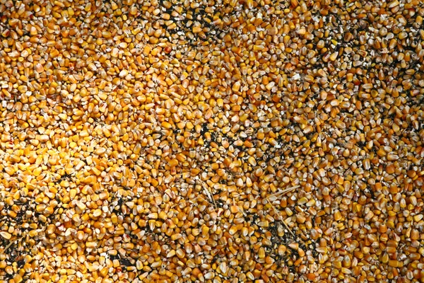 Kukurydzy suchej — Zdjęcie stockowe
