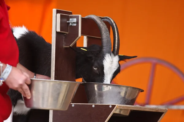 Alimentação feminina para cabras — Fotografia de Stock