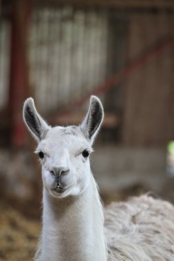 Bir lama yakın çekim
