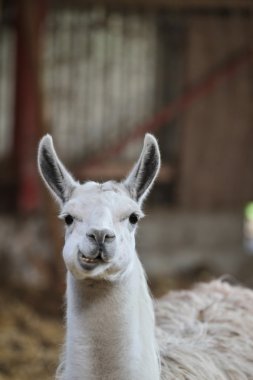 Bir lama yakın çekim