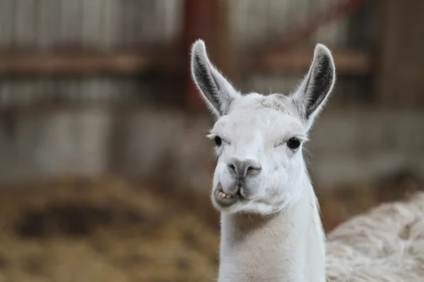 Um lama de perto — Fotografia de Stock