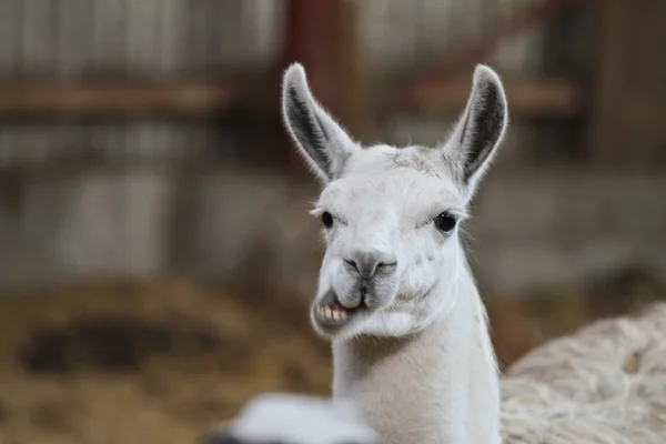 Um lama de perto — Fotografia de Stock