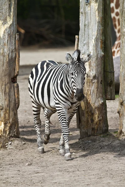 Bir zebra Hayvanat Bahçesi — Stok fotoğraf