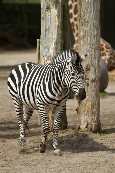 Bir zebra Hayvanat Bahçesi — Stok fotoğraf