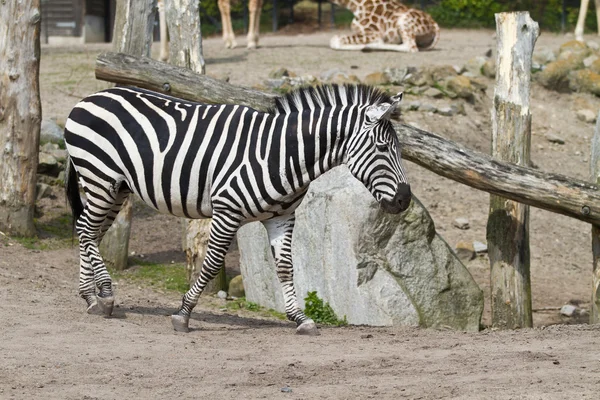 One zebra in zoo — Stock Photo, Image