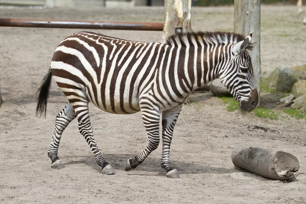 One zebra in zoo — Stock Photo, Image