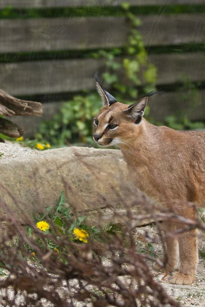 動物園で lynx — ストック写真