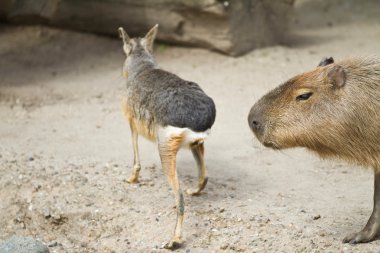 Capibara hayvanat bahçesi içinde