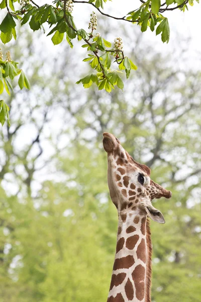 Giraffe in zoological garden — Stock Photo, Image
