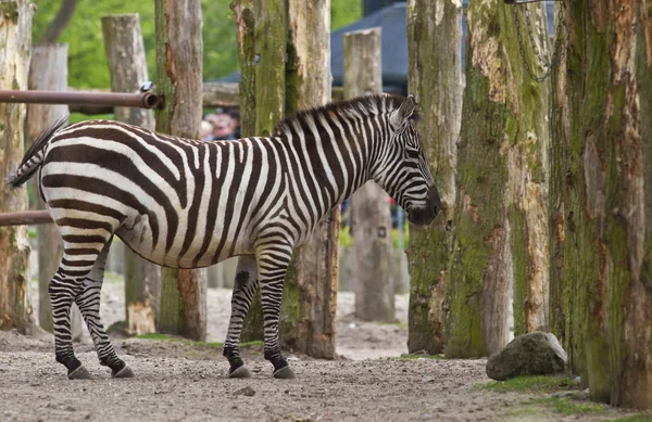 Bir zebra Hayvanat Bahçesi — Stok fotoğraf