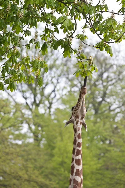 Hayvanat bahçesinde zürafa — Stok fotoğraf
