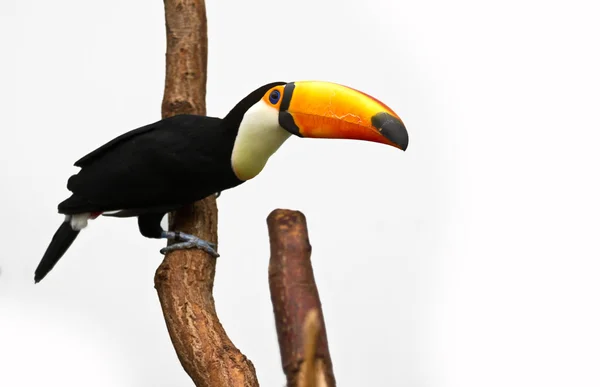 Channel-billed toucan — Stock Photo, Image
