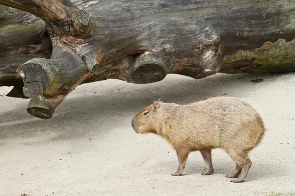 Capybara in zoological garden Stock Photo