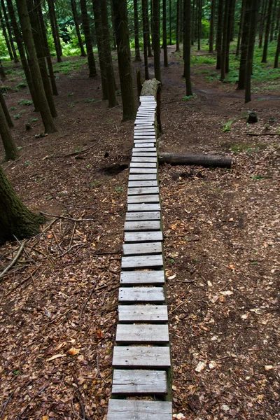 Mostra gli alberi della foresta — Foto Stock