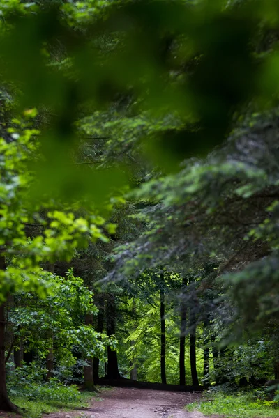 Bosque árboles vista — Foto de Stock