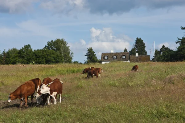 Αγελάδες στην Δανία πεδίο — Φωτογραφία Αρχείου