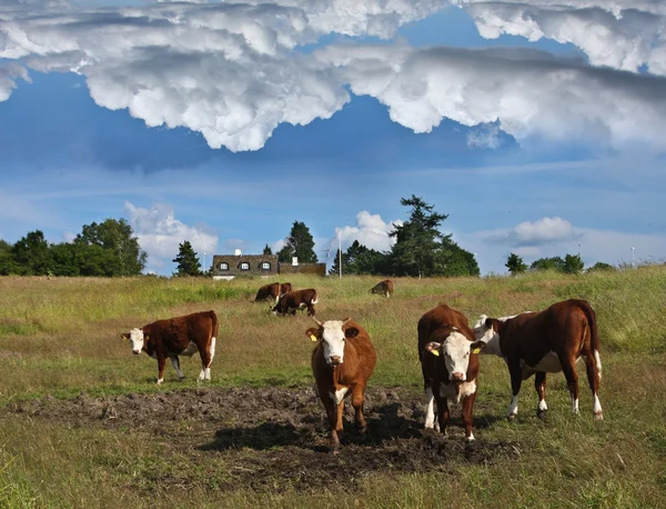 Dänische Kühe auf dem Feld — Stockfoto