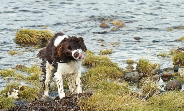 Dog in old village farm — Stock Photo, Image