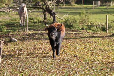 Danimarka inekler sahada