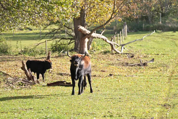 Датские коровы на поле — стоковое фото