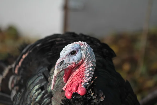 Turkey in zoological garden — Stock Photo, Image
