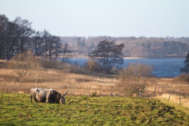 sahada Danimarka inek