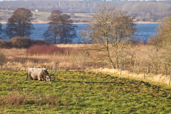 Dänische Kuh auf dem Feld — Stockfoto