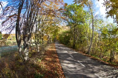 Orman ağaç görünümü