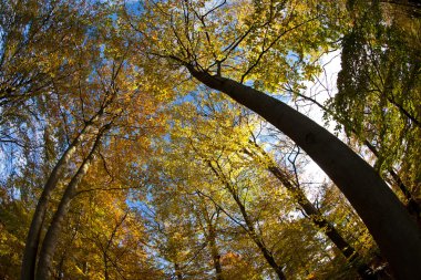 Orman ağaç görünümü