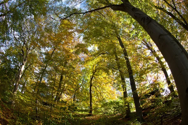 Widok drzewa lasu — Zdjęcie stockowe