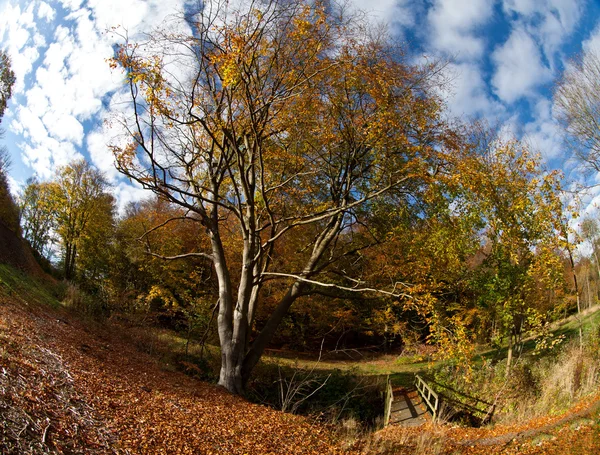 Mostra gli alberi della foresta — Foto Stock