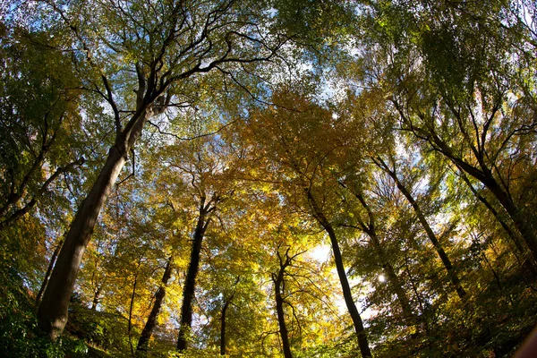 Widok drzewa lasu — Zdjęcie stockowe