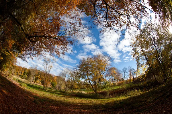 Bomen boszicht — Stockfoto