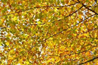 Orman ağaç görünümü