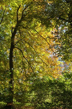 Orman ağaç görünümü