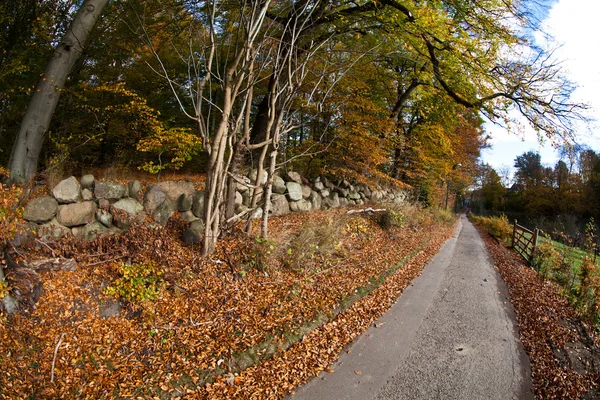 Lesní stromy pohled — Stock fotografie