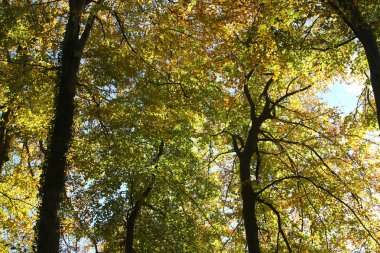 Orman ağaç görünümü