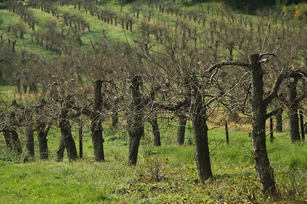 Árboles de huerto en otoño — Foto de Stock