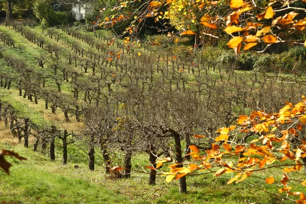 Árboles de huerto en otoño —  Fotos de Stock