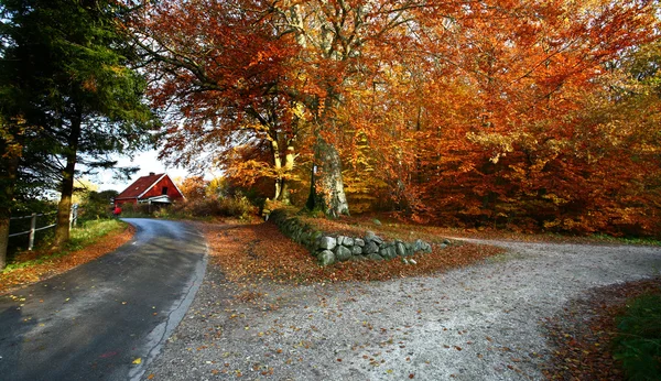 Ravnsholt Skov Wald — Stockfoto