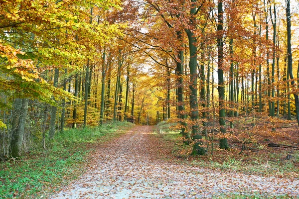 Ravnsholt Skov forest — Stock Photo, Image