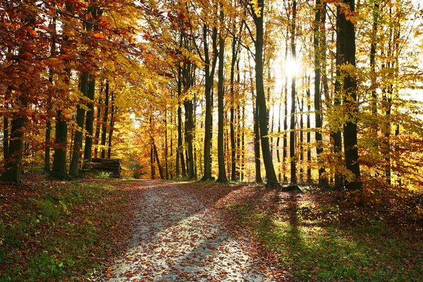 Foresta di Ravnsholt Skov — Foto Stock